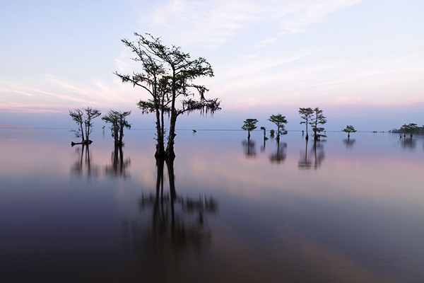 Cover photo for South Carolina Photo Workshop: Coastal Landscapes, Cypress Swamps & Gardens